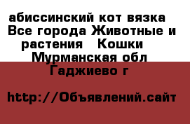 абиссинский кот вязка - Все города Животные и растения » Кошки   . Мурманская обл.,Гаджиево г.